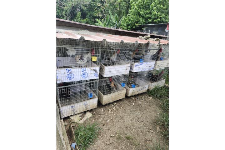 Vendo módulo  con alambre num 14  Puerto Rico