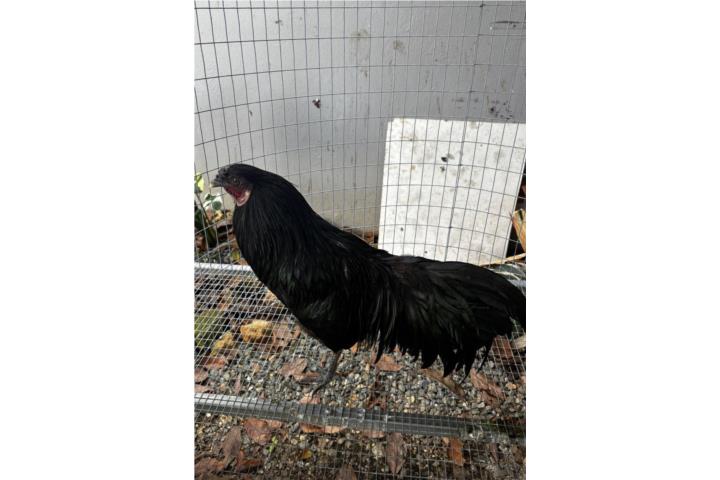 Gallo Zumatra Negro Puerto Rico
