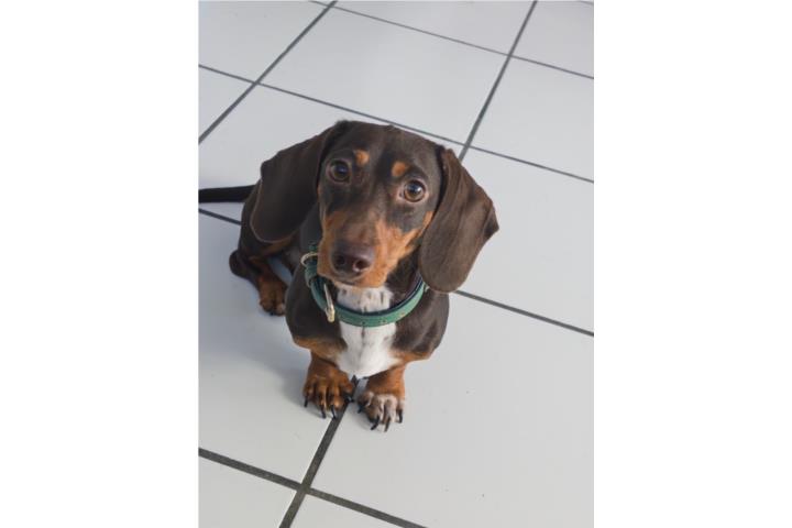 Dachshund chocolate  Puerto Rico