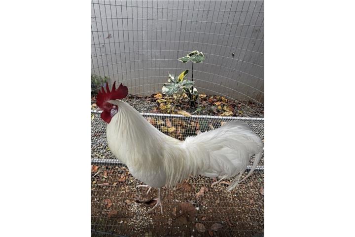 Pareja de Gallo Phoenix Puerto Rico