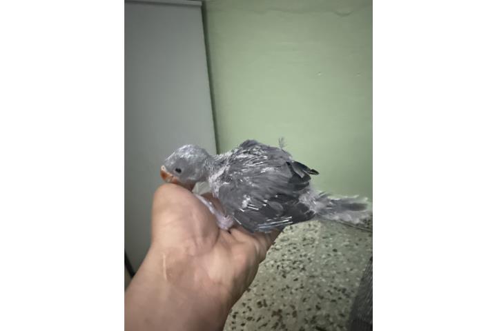 Ringneck gris  Puerto Rico