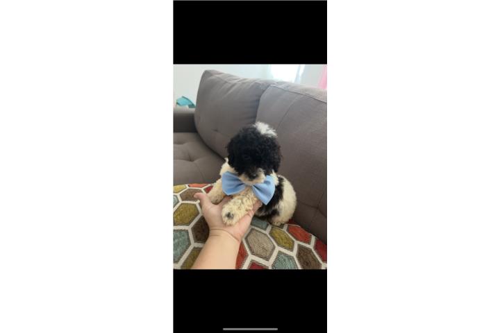 Toy poodle Puerto Rico