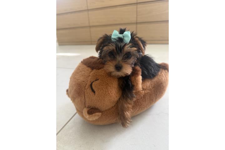 Yorkie toy! regalo madres y graduacion Puerto Rico