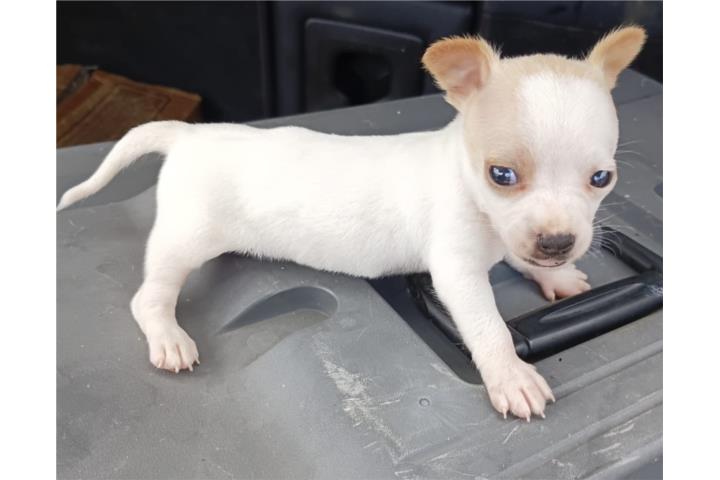 chihuahua  Puerto Rico