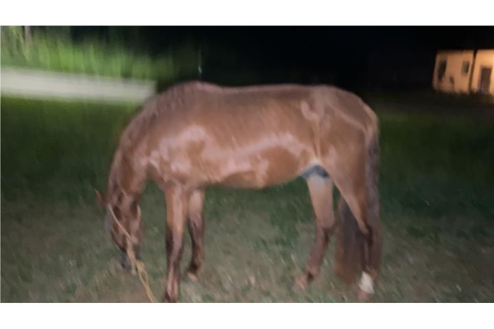 Caballo Puerto Rico