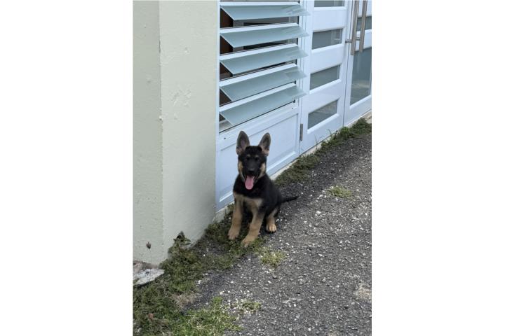 German Shepherd AKC Hembra Puerto Rico