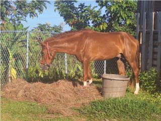 Caballo saludable  Puerto Rico