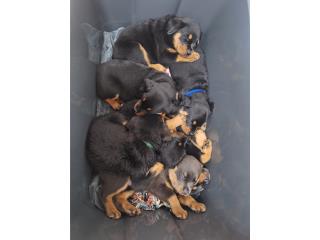 Full breed Rottweilers Puerto Rico