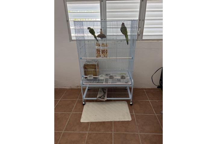 Vendo dos cotorras en su jaula Puerto Rico