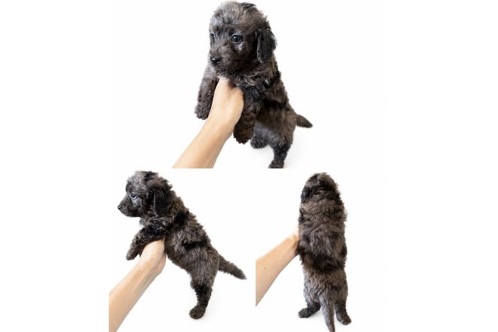 Hermosa minibernedoodle MERLE Puerto Rico