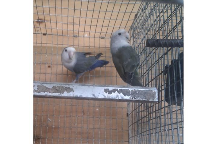 Pareja de lovebir ready Puerto Rico