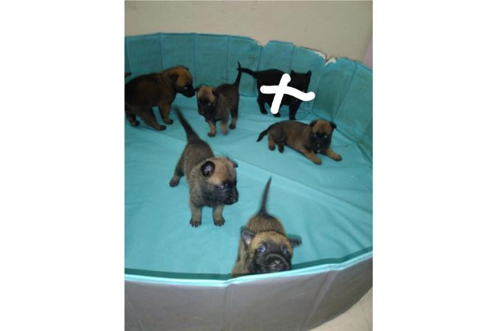 Belga malinois   Puerto Rico