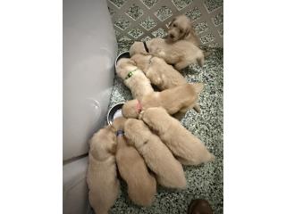 Golden retriever AKC Puerto Rico