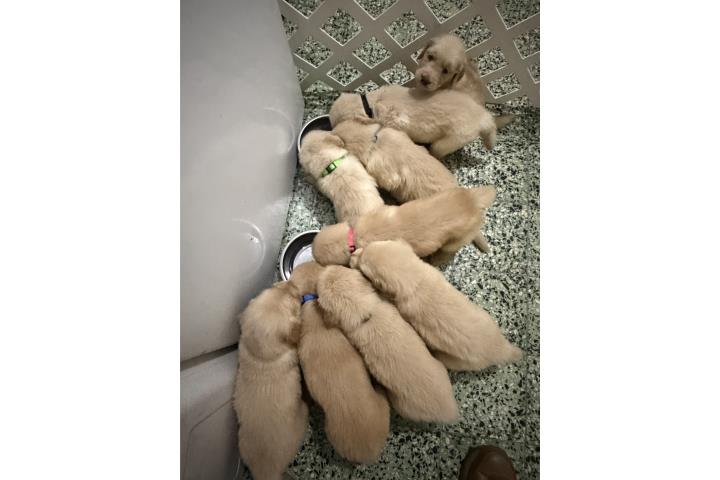 Golden retriever AKC Puerto Rico