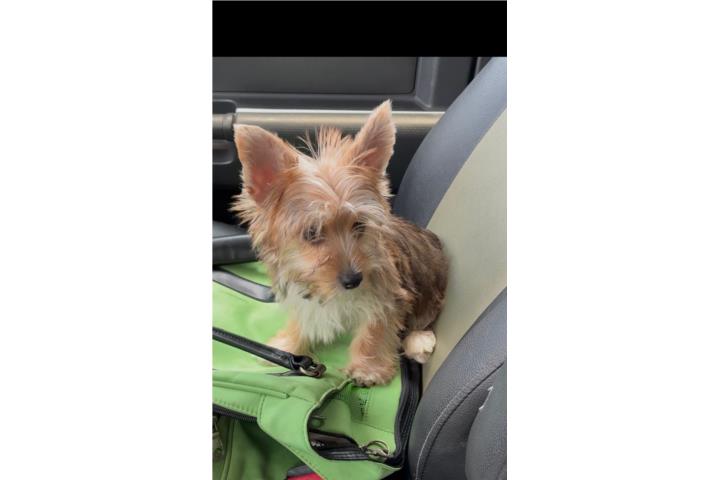 Yorkie  Puerto Rico