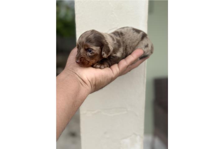 Salchicha mini bello pelo largo  Puerto Rico