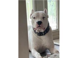 Dogo argentino  Puerto Rico
