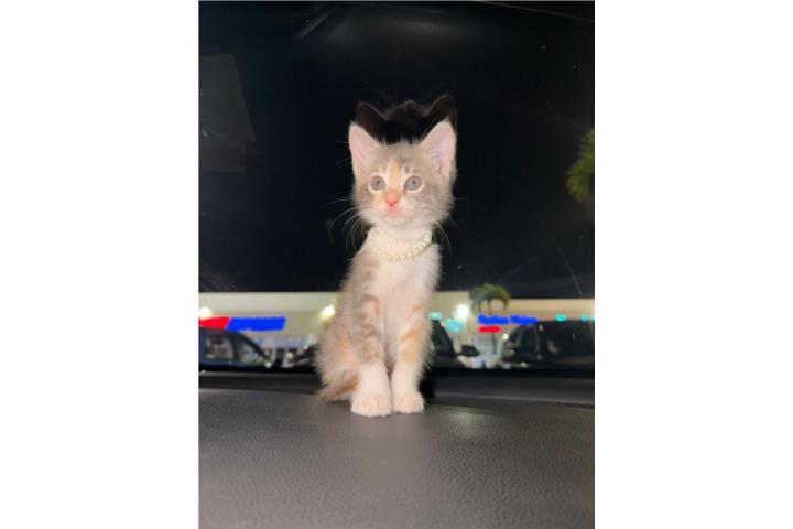 Gatita para adopción. Gratis  Puerto Rico