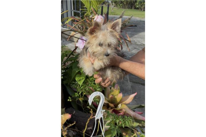 Yorky Partycolor  Puerto Rico