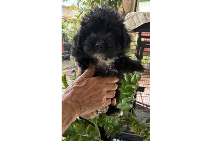 Maltipoo Super Mini  Puerto Rico