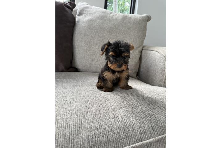 Yorkies Puerto Rico