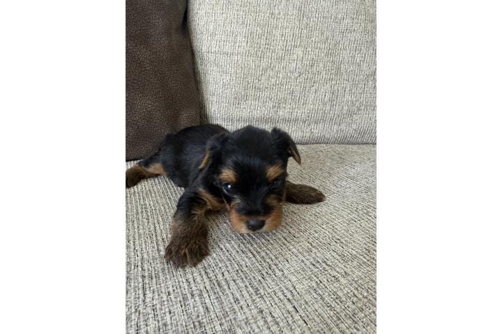Morkie toy macho mejor regalo! Puerto Rico
