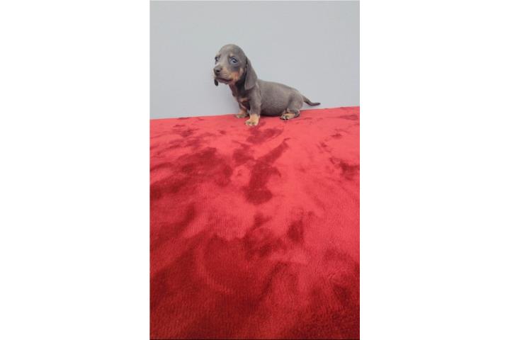 Dachshund/ Salchicha Blue And Tan Nena  Puerto Rico
