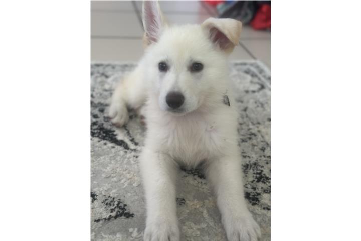 Swiss German Shepherd Puppy Hembra Puerto Rico