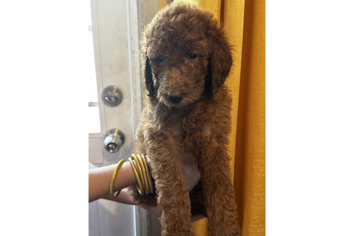 Poodle Puerto Rico