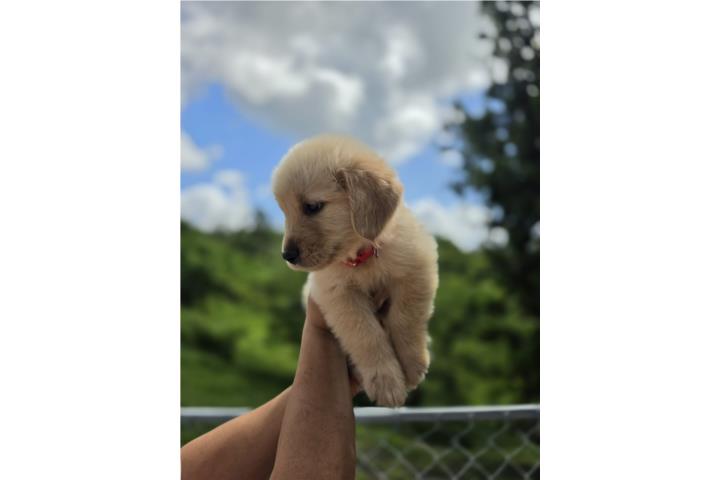 Golden Retriever Puerto Rico