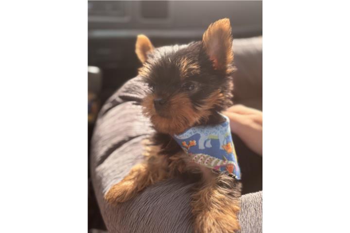 Hermoso Yorkie!!Super amoroso Puerto Rico