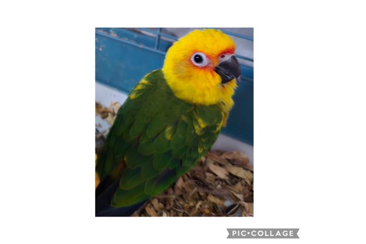 Sun Conuro criado a mano Puerto Rico