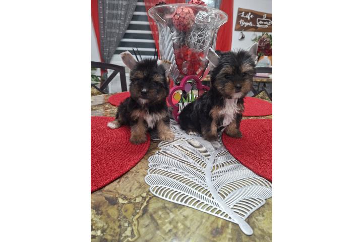Yorkie macho Puerto Rico