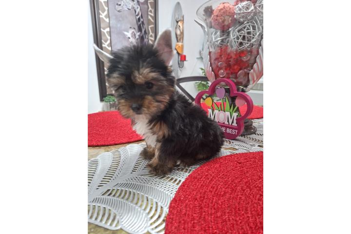 Yorkie hembra  Puerto Rico