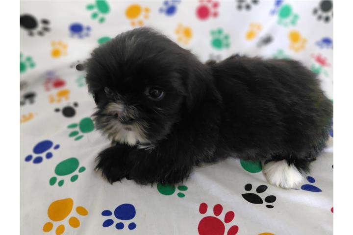 Shih Tzu Machito  Puerto Rico