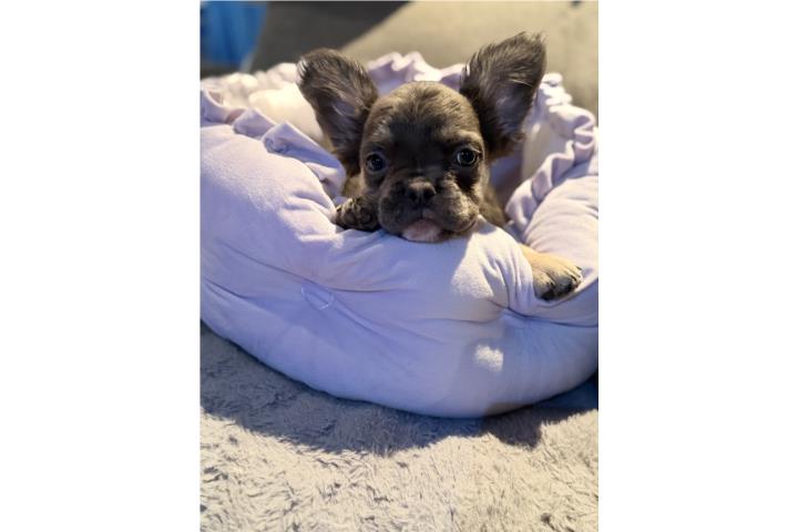 French bulldog  Puerto Rico