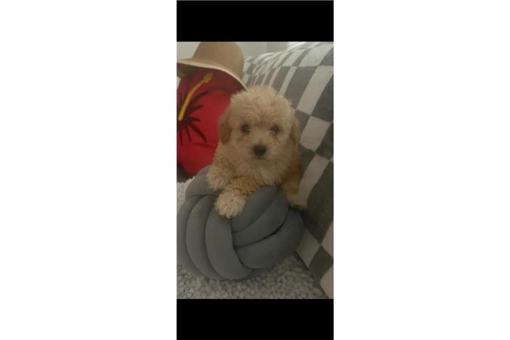 Toy poodle Puerto Rico