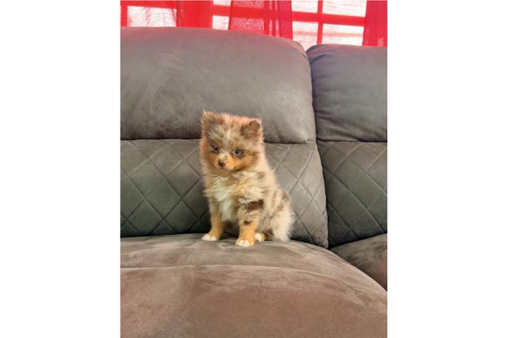 Pomerania hembra merle Puerto Rico