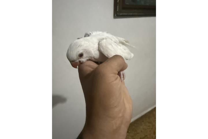 Ringneck blanco 300 no adn Puerto Rico