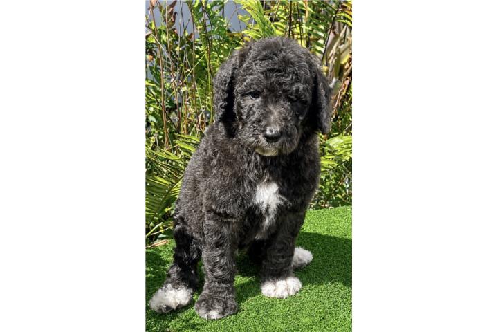 Poodle macho estandar Puerto Rico