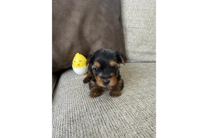 Yorkie toy hembra! Best mother gift Puerto Rico
