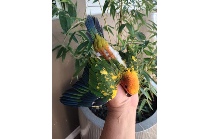 Hermosas cotorritas Son Conure ?????? Puerto Rico