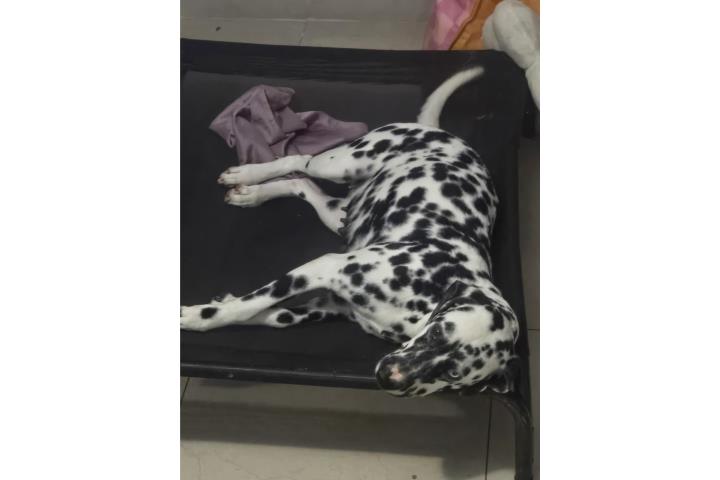 Dalmata 100% Puerto Rico