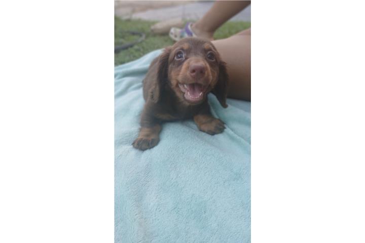 Hermosos perritos Salchicha/ Dashund Puerto Rico