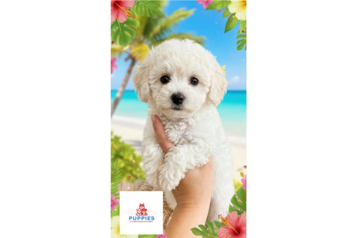 *Poodle Toy* con todo incluido  Puerto Rico