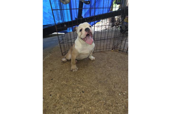 English Bulldog papeles a la mano  Puerto Rico