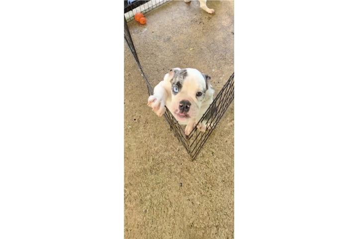 English Bulldog exótica con papeles  Puerto Rico
