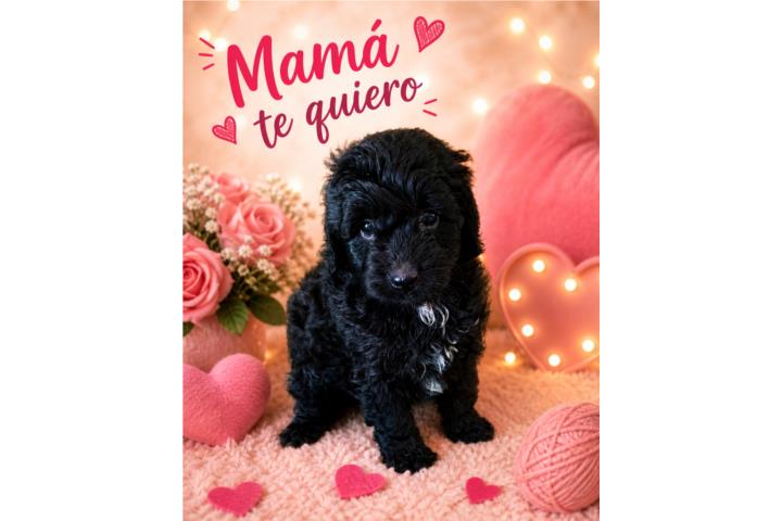 mini bernedoodle(papa toy poodle,mama berne Puerto Rico