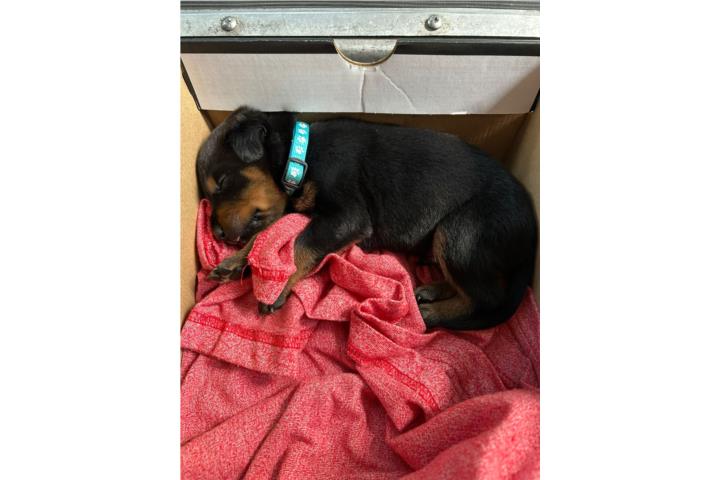 Rottweiler se brega precio Puerto Rico