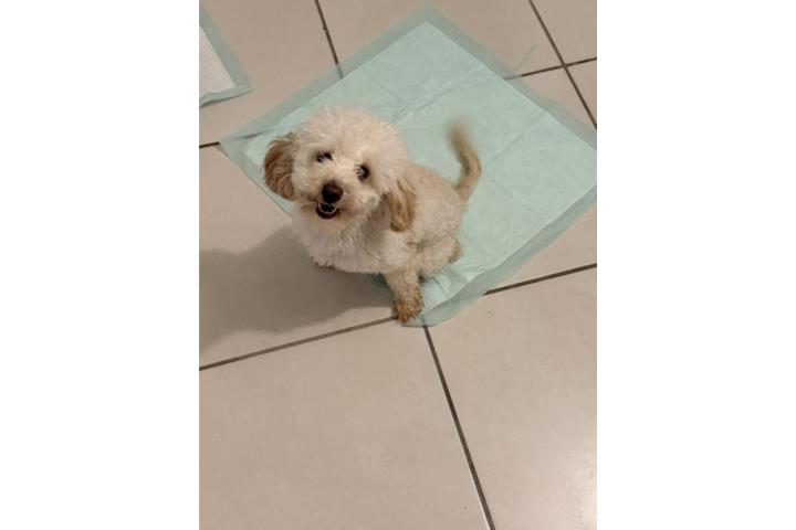 POODLE NENA  Puerto Rico